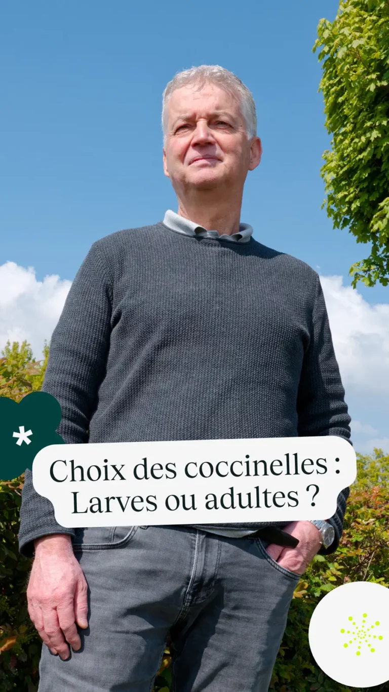 Choix des coccinelles : Larves ou adultes ?