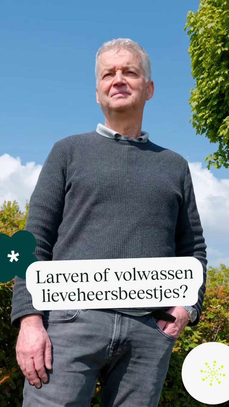 Larven of volwassen lieveheersbeestjes?