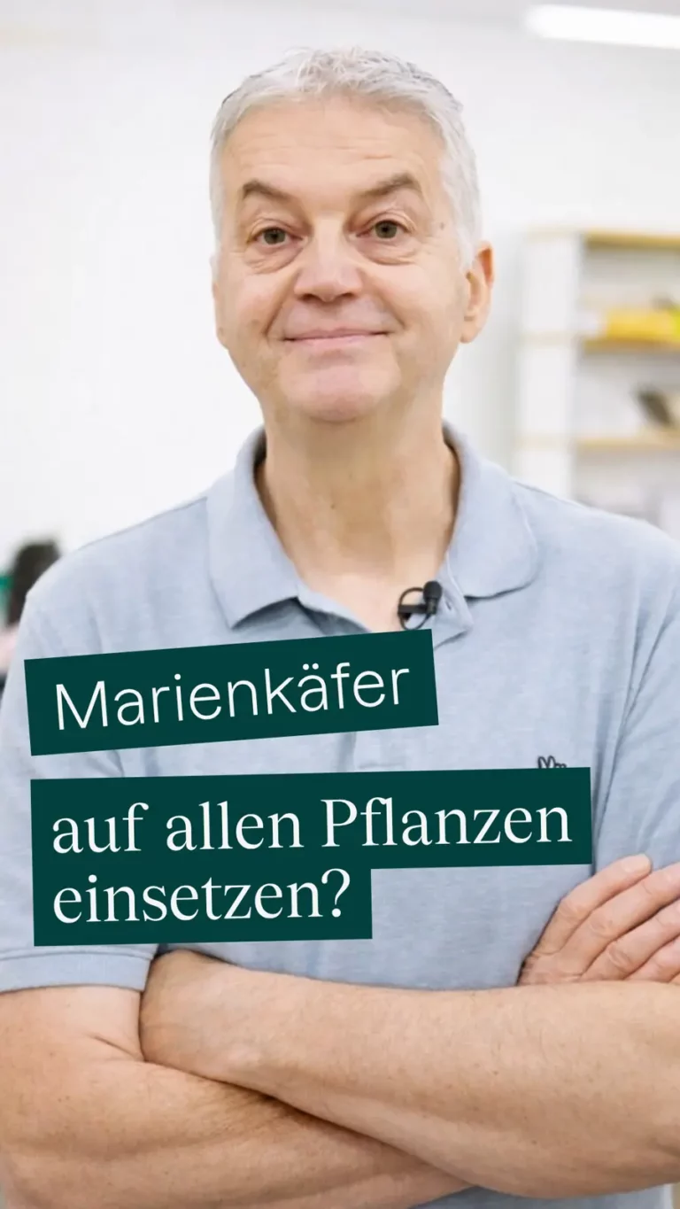 Marienkäfer auf allen Pflanzen einsetzen?