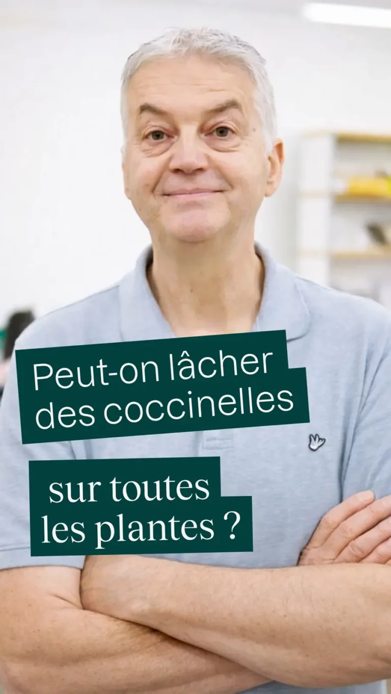 Peut-on lâcher des coccinelles sur toutes les plantes ?