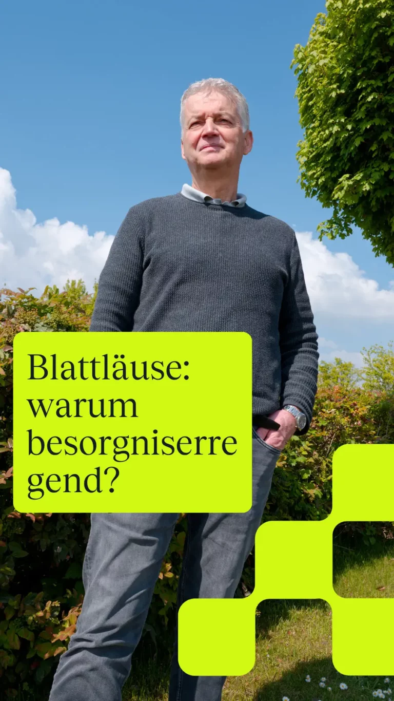 Blattläuse: warum besorgniserregend?