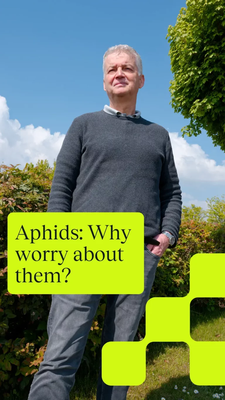 Aphids: Why worry about them?