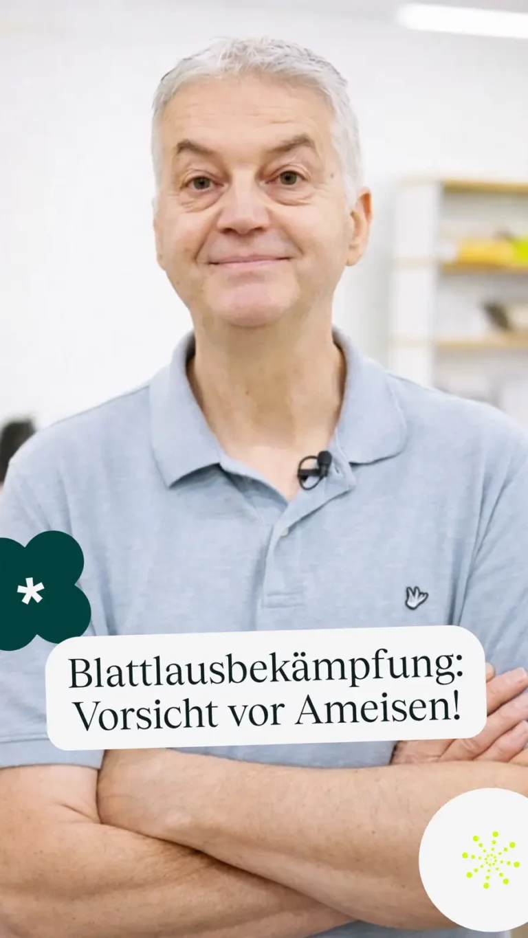 Blattlausbekämpfung: Vorsicht vor Ameisen!