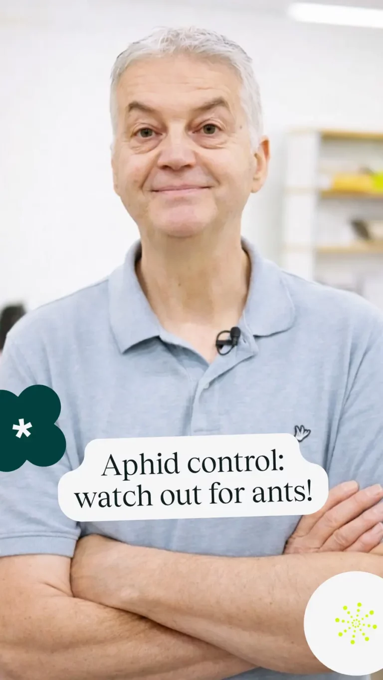 Aphid control: watch out for ants!