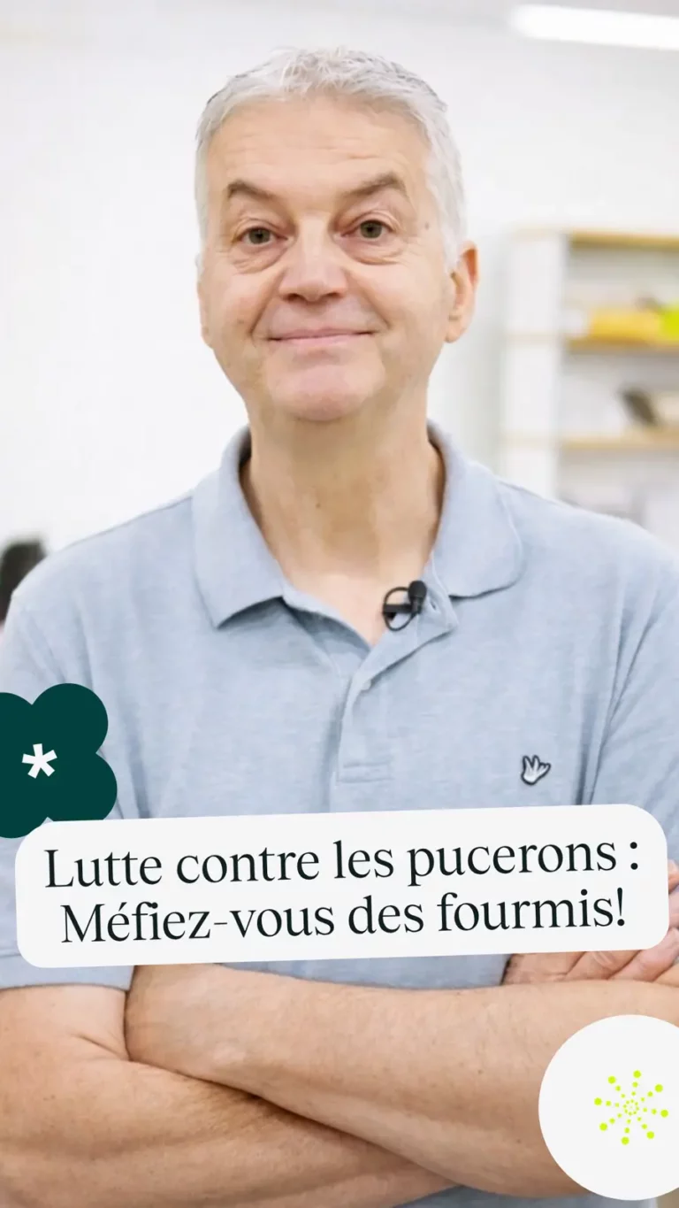 Lutte contre les pucerons : Méfiez-vous des fourmis!