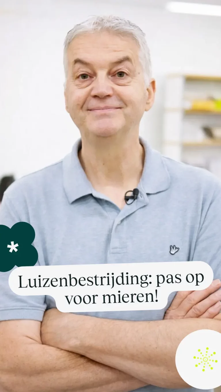 Luizenbestrijding: pas op voor mieren!