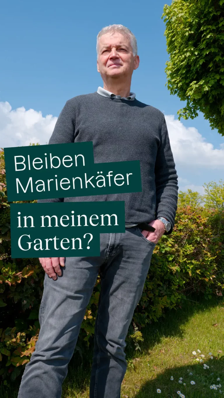 Bleiben Marienkäfer in meinem Garten?