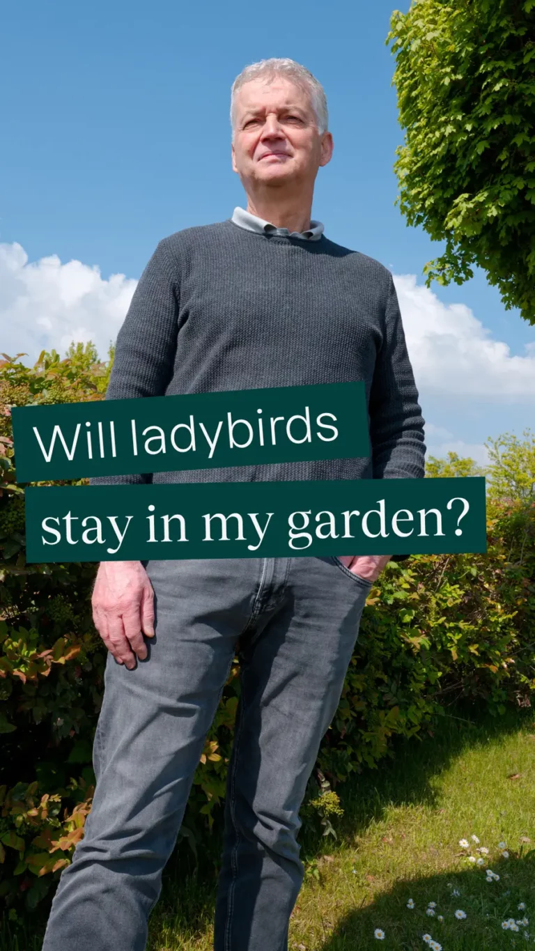 Will ladybirds stay in my garden?