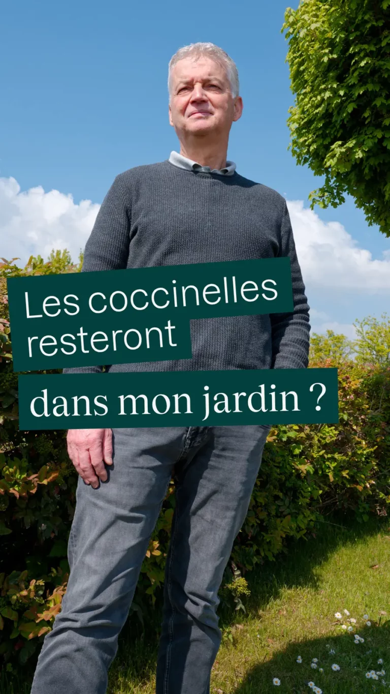 Les coccinelles resteront dans mon jardin ?