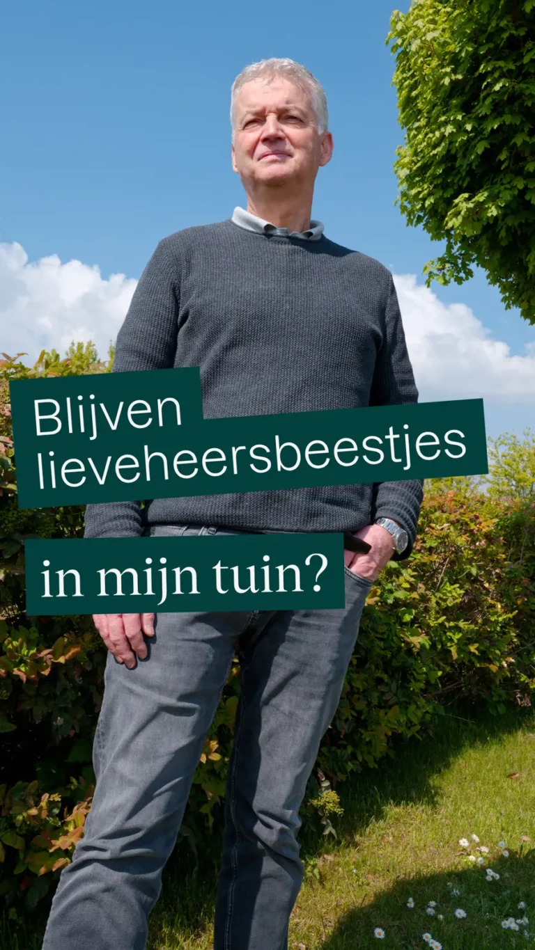 Blijven lieveheersbeestjes in mijn tuin?