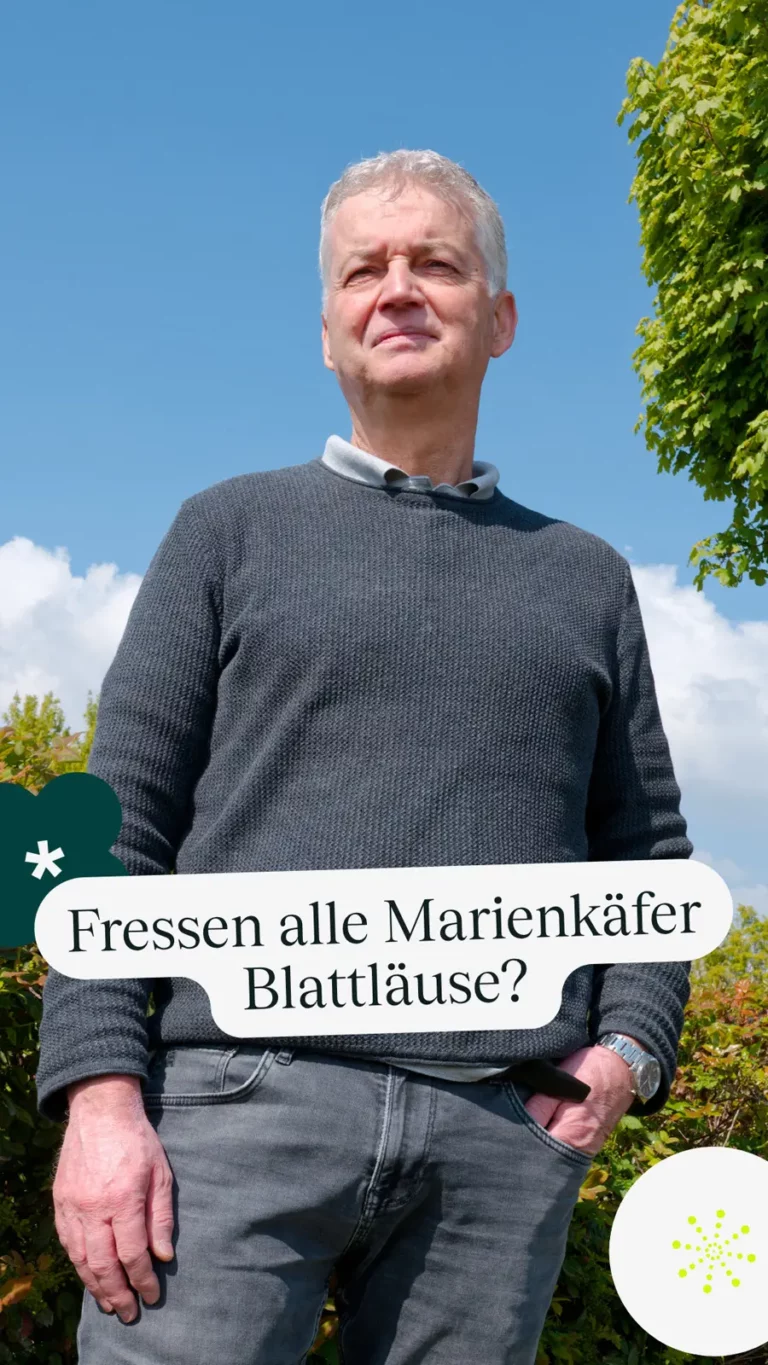 Fressen alle Marienkäfer Blattläuse?