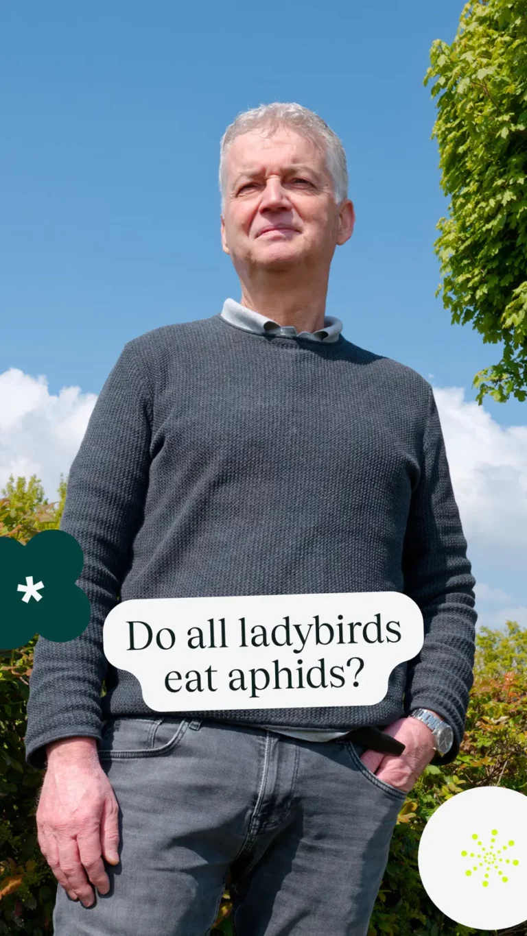 Do all ladybirds eat aphids?