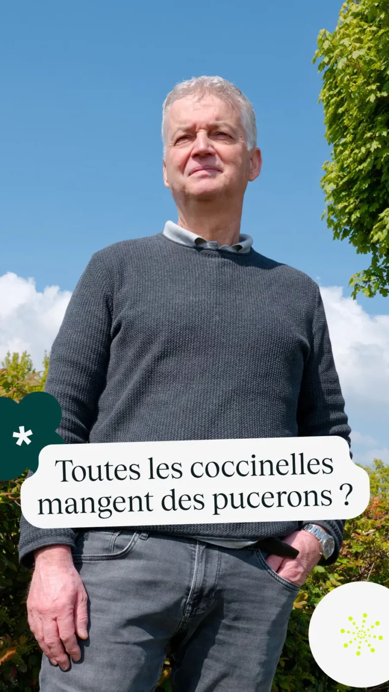 Toutes les coccinelles mangent des pucerons ?