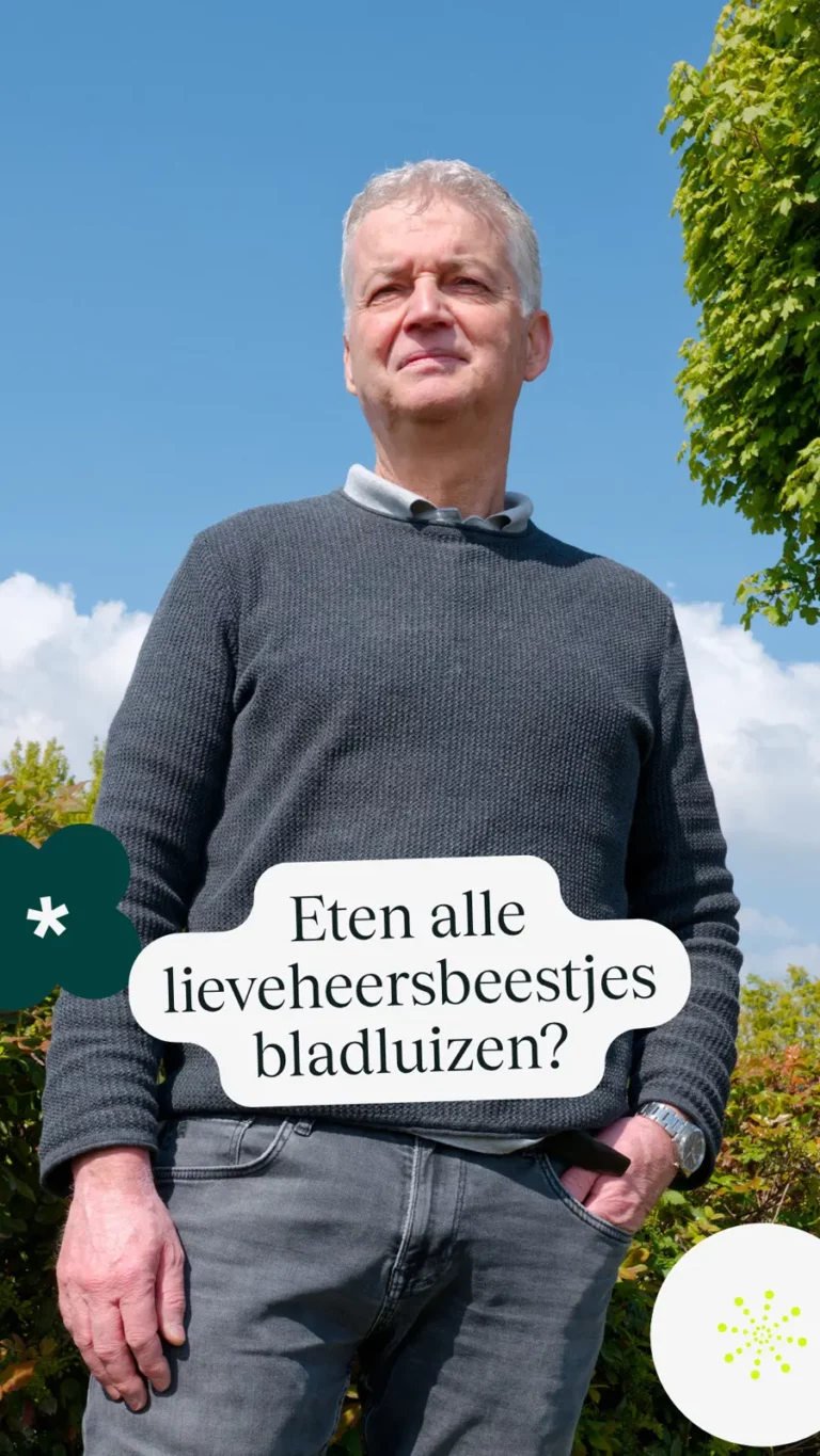Eten alle lieveheersbeestjes bladluizen?