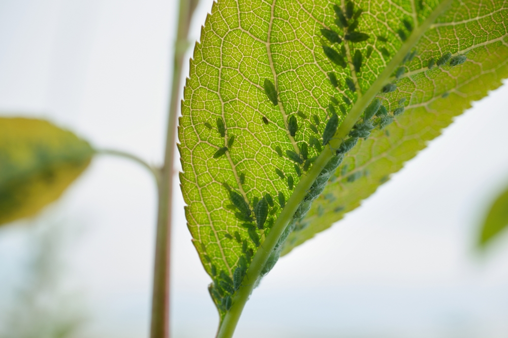 Close-up,Of,Aphids,On,Leaf,With,Detailed,Vein,Patterns pucerons d'été canicule chaleur