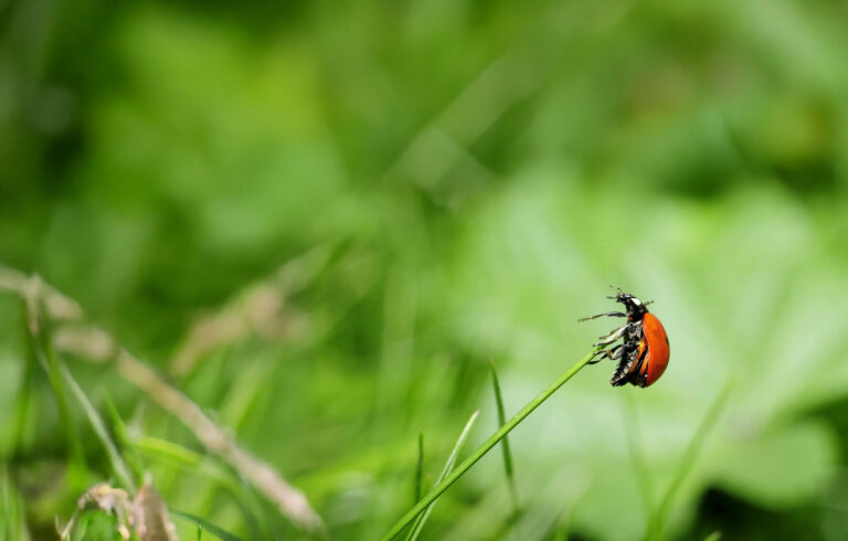 Why Horpi is focusing on Adalia bipunctata, the ladybird endemic to Europe